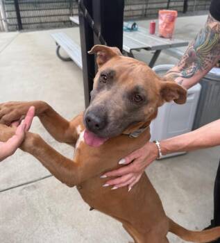 Rescue Pit Bull Terrier Dogs for Adoption in San Diego, California - Canela | PetCurious