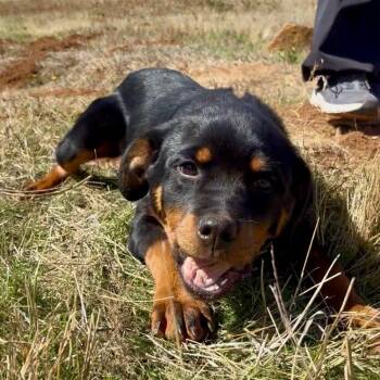 Jolene -  Rottweiler Dog for Adoption in Portland, Oregon - Jolene | PetCurious