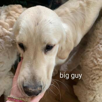Golden Retriever and Poodle Dogs Available for Adoption - Big Guy | PetCurious