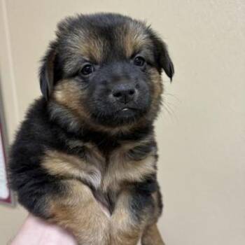 Chihuahua Dogs Available for Adoption in Houston, Texas - Janae | PetCurious