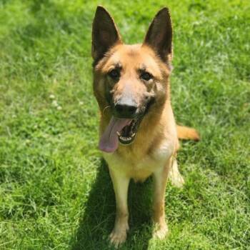Roxy -  German Shepherd Dog Dog for Adoption in Stanley, Virginia - Roxy | PetCurious