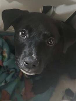 Raichu -  Mixed Breed Dog for Adoption in Wichita, Kansas - Raichu | PetCurious