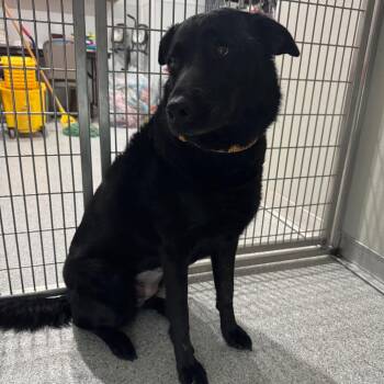 Mixed Breed Dogs Available for Adoption in Pineville, Missouri - Mugsy | PetCurious