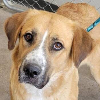 108680 -  Mixed Breed Dog for Adoption in Las Cruces, New Mexico - 108680 | PetCurious