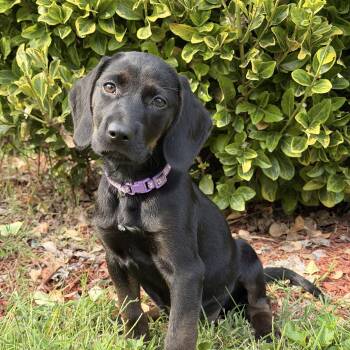 Friday -  Labrador Retriever Dog for Adoption in Charlotte, North Carolina - Friday | PetCurious