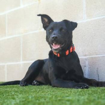 Rescue Black Labrador Retriever Dogs for Adoption in Newport Beach, California - Kylie | PetCurious