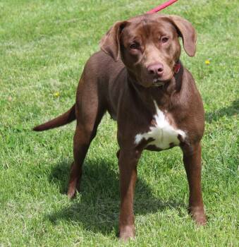 Labrador Retriever and Pit Bull Terrier Dogs Available for Adoption in Heath, Ohio - Ruby (11847) | PetCurious
