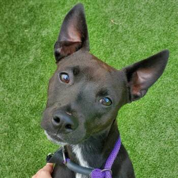 Bama -  Terrier and Mixed Breed Dog for Adoption in Chattanooga, Tennessee - Bama | PetCurious