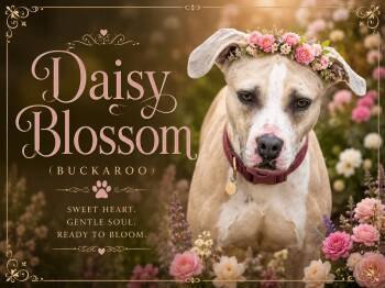 Miss Daisy Blossom (Daisy) -  Labrador Retriever and American Staffordshire Terrier Dog for Adoption in Farmington, Missouri - Miss Daisy Blossom (Daisy) | PetCurious