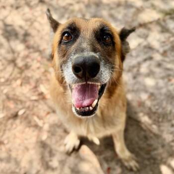 Donald -  German Shepherd Dog Dog for Adoption in Milton, Florida - Donald | PetCurious