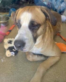 Terrier and Mixed Breed Dogs Available for Adoption - Rebel | PetCurious