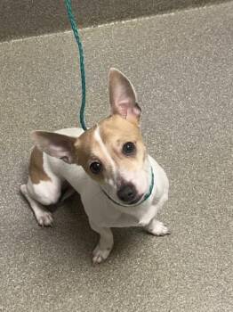 Chihuahua and Mixed Breed Dogs Available for Adoption - WINSTON | PetCurious