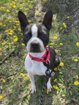Boston Terrier Dogs Available for Adoption in Oakland, New Jersey - Bella | PetCurious