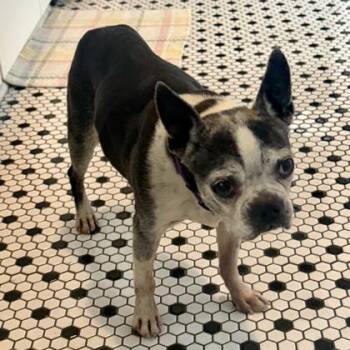 Maude -  French Bulldog and Mixed Breed Dog for Adoption in Wilmington Island, Georgia - Maude | PetCurious