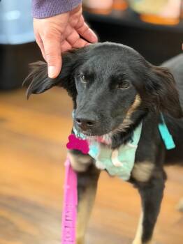 Shepherd Dogs Available for Adoption - Victoria | PetCurious