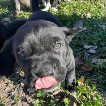 Rescue Mixed Breed Dogs for Adoption in Buffalo, Minnesota - Muffin | PetCurious