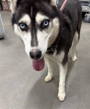 Siberian Husky Dogs Available for Adoption - IZZY | PetCurious