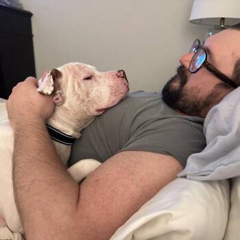 Hamilton -  Pit Bull Terrier Dog for Adoption in Dallas, Texas - Hamilton | PetCurious