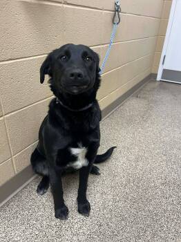 Black Labrador Retriever Dogs Available for Adoption - Kady | PetCurious