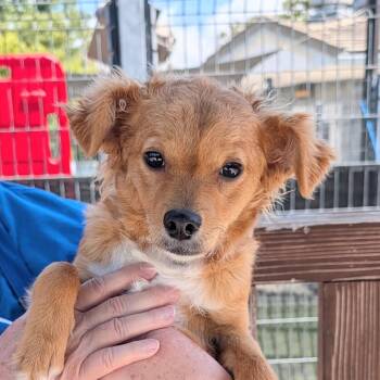 Cocker Spaniel and Chihuahua Dogs Available for Adoption in Long Beach, California - Masquerade | PetCurious