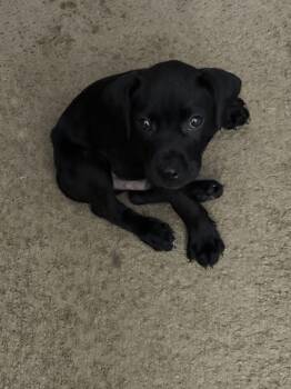 Knox -  Labrador Retriever Dog for Adoption in Chattanooga, Tennessee - Knox | PetCurious