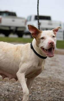 Leesa: Not at shelter (BCC) -  Pit Bull Terrier Dog for Adoption in Rustburg, Virginia - Leesa: Not At Shelter (BCC) | PetCurious
