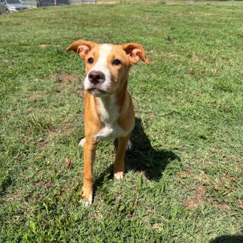 Dusk -  Chihuahua and Pit Bull Terrier Dog for Adoption in Roxboro, North Carolina - Dusk | PetCurious