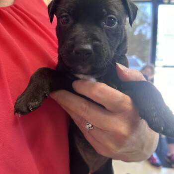 Sherry B -  American Bully Dog for Adoption in Dyersburg, Tennessee - Sherry B | PetCurious