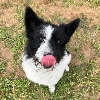 Mixed Breed Dogs Available for Adoption in Spokane, Washington - Doc | PetCurious