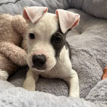 Hugo -  Mixed Breed Dog for Adoption in Hendersonville, North Carolina - Hugo | PetCurious