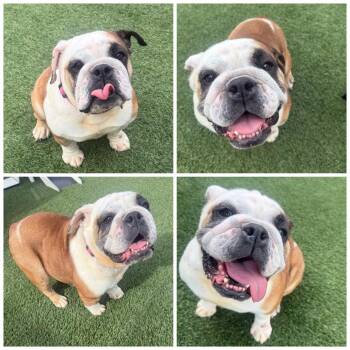 Poppy -  English Bulldog Dog for Adoption in Zionsville, Indiana - Poppy | PetCurious