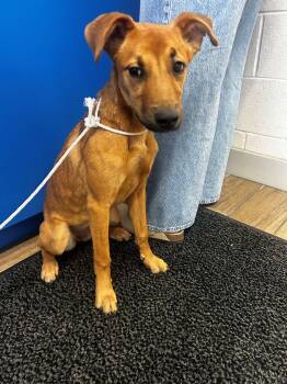 Cupcake -  Mixed Breed Dog for Adoption in Rowlett, Texas - Cupcake | PetCurious