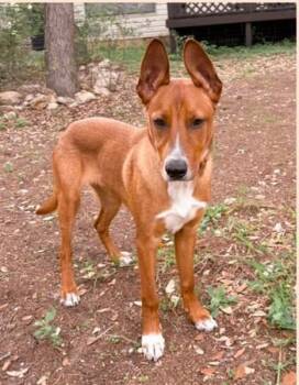 Scooby -  Mixed Breed Dog Available for Adoption in San Antonio, Texas - Scooby | PetCurious