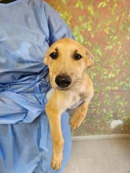 Abby -  Shepherd and Mixed Breed Dog for Adoption in San Antonio, Texas - Abby | PetCurious