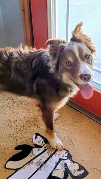 Australian Shepherd and Border Collie Dogs Available for Adoption in O