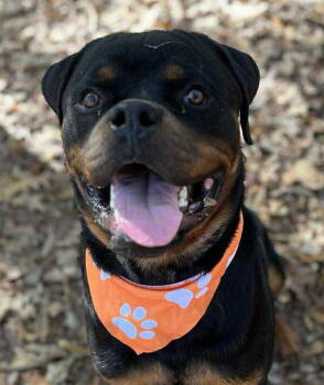 Rescue Rottweiler Dogs for Adoption in Deering, New Hampshire - Bruce - Foster Me! | PetCurious