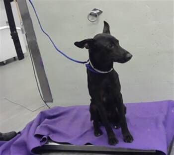 FLOWER -  German Shepherd Dog and Mixed Breed Dog for Adoption in Houston, Texas - FLOWER | PetCurious