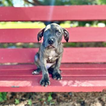 Cold Brew -  Pit Bull Terrier Dog for Adoption in Fargo, North Dakota - Cold Brew | PetCurious