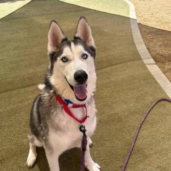 OTTER POP -  Siberian Husky Dog for Adoption in Las Vegas, Nevada - OTTER POP | PetCurious