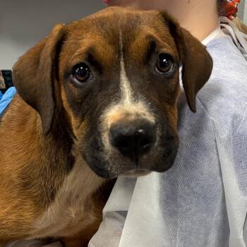 Buttercup -  Mixed Breed Dog for Adoption in Greenville, South Carolina - Buttercup | PetCurious