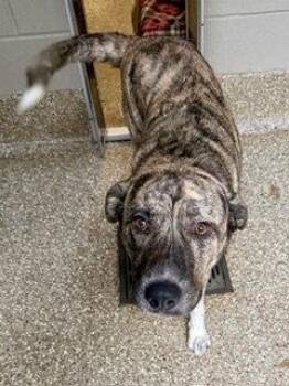 MEREDITH -  Anatolian Shepherd Dog for Adoption in Clyde, North Carolina - MEREDITH | PetCurious
