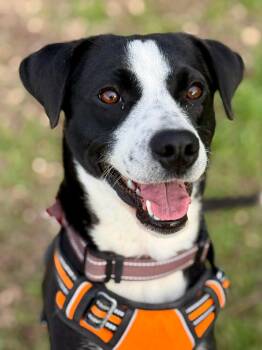 Labrador Retriever Dogs Available for Adoption in Livonia, Michigan - Cooper | PetCurious