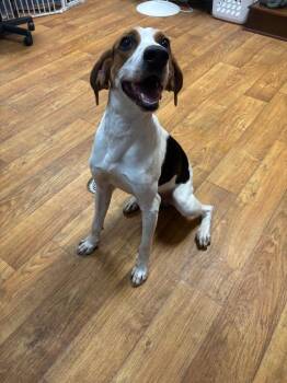 Toby Taluah -  Mixed Breed Dog for Adoption in Ocala, Florida - Toby Taluah | PetCurious