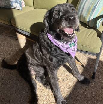Rescue Labradoodle Dogs for Adoption in Garland, Texas - Bare | PetCurious
