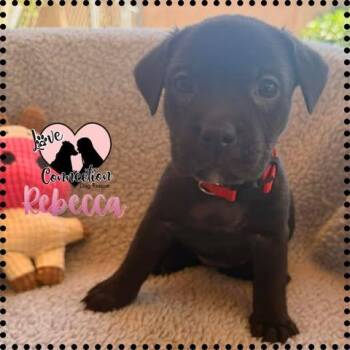 Dachshund Dogs Available for Adoption in Gilbert, Arizona - Rebecca | PetCurious