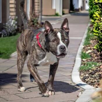 ALAMO -  Pit Bull Terrier and Siberian Husky Dog Available for Adoption in St. Louis, Missouri - ALAMO | PetCurious