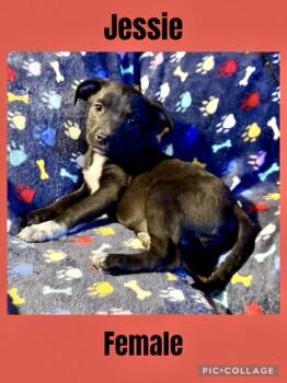 Rescue Labrador Retriever Dogs for Adoption in Manchester, Connecticut - Jessie | PetCurious