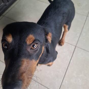 Chihuahua and Miniature Pinscher Dogs Available for Adoption - Vivvi | PetCurious