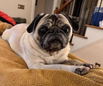 Bella -  Pug Dog for Adoption in Summerfield, North Carolina - Bella | PetCurious