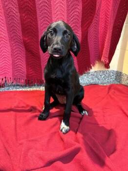DOLLY -  Labrador Retriever and Mixed Breed Dog for Adoption in Brewster, Massachusetts - DOLLY | PetCurious